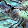Abalone Blue