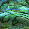 Abalone Green