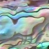 Abalone Mix