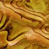 Ocher